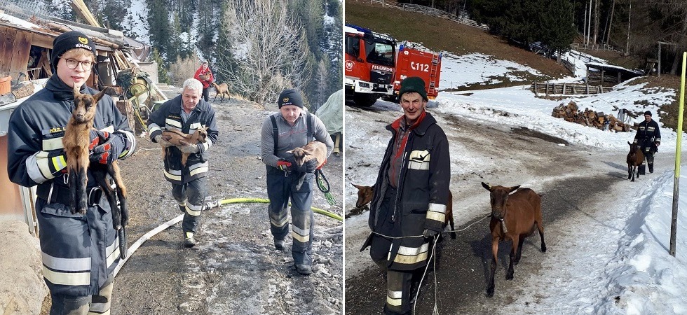 Il fienile brucia nella notte ed i pompieri s'improvvisano 'pastori' per trasferire gli animali